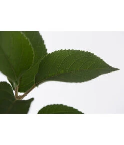 Winterapfel 'Goldparmäne' -Biohort || LECHUZA Verkaufsgeschäft 7654999 PR DE 001 ApfelGoldparmaeneMalusBusch95LiteDehnerExpressZS