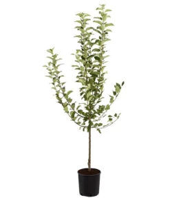 Winterapfel 'Goldparmäne' -Biohort || LECHUZA Verkaufsgeschäft 7654999 PR FS 001 ApfelGoldparmaeneMalusBusch95LiteDehnerExpressZS