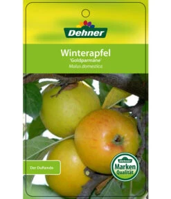 Winterapfel 'Goldparmäne' -Biohort || LECHUZA Verkaufsgeschäft 7654999 WinterapfelGoldparmaere Etikett 1