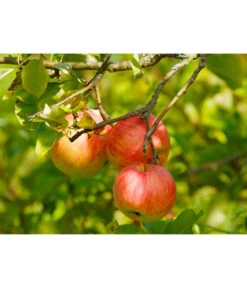 Herbstapfel 'Gravensteiner' -Biohort || LECHUZA Verkaufsgeschäft 7657356 WE DE 002 ApfelGravensteinerPixabay