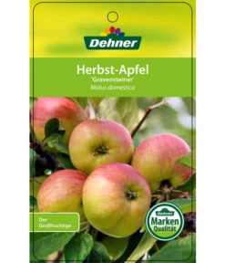 Herbstapfel 'Gravensteiner' -Biohort || LECHUZA Verkaufsgeschäft 7657398 HerbstapfelGravensteiner Etikett 1