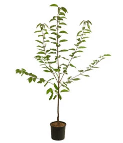 Süßkirsche 'Große Prinzessin' 5 Süßkirsche 'Große Prinzessin' -Biohort || LECHUZA Verkaufsgeschäft 7657570 WE FS 001 PrunusKirscheGrossePrinzessin