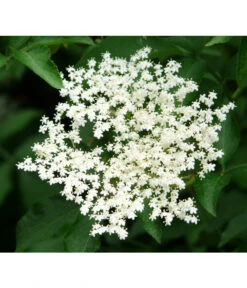 Großfruchtiger Holunder 'Haschberg' -Biohort || LECHUZA Verkaufsgeschäft 7662760 PR DE 002 SambucusHolunderHaschbergPixabay