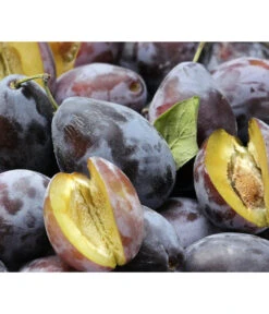 Zwetschgen-Duo 'Hauszwetsche'/'Oullins Reneklode' -Biohort || LECHUZA Verkaufsgeschäft 7663586 PR DE 001 PrunusPflaumeHauszwetschgePixabay