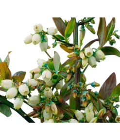 Heidelbeere 'Goldtraube' -Biohort || LECHUZA Verkaufsgeschäft 7665318 PR DE 002 HeidelbeereGoldtraubeHeidelbeereGoldtraubeBusch