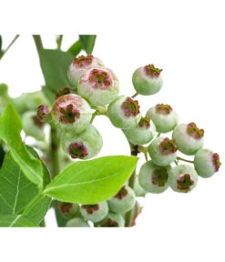 Heidelbeere 'Goldtraube' -Biohort || LECHUZA Verkaufsgeschäft 7665318 WE DE 003 VacciniumHeidelbeereGoldtraube3L