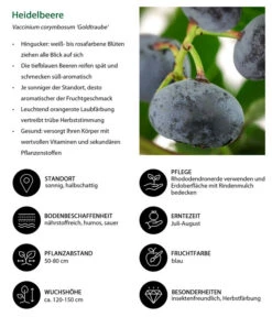Heidelbeere 'Goldtraube' -Biohort || LECHUZA Verkaufsgeschäft 7665318 WE IG 001 HeidelbeereVacciniumcorymbosumGoldtraube