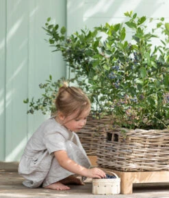 Heidelbeere 'Goldtraube' -Biohort || LECHUZA Verkaufsgeschäft 7665318 WE MO 001 HeidelbeereGoldtraube