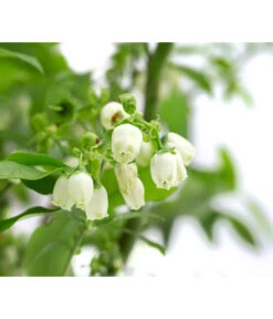 Heidelbeer-Drilling -Biohort || LECHUZA Verkaufsgeschäft 7665631 WE DE 001 VacciniumHeidelbeerDrilling10L