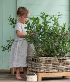 Heidelbeer-Drilling -Biohort || LECHUZA Verkaufsgeschäft 7665631 WE MO 001 HeidelbeerDrilling