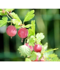 Stachelbeere 'Hinnonmäki', Stämmchen -Biohort || LECHUZA Verkaufsgeschäft 7668494 PR DE 001 StachelbeereHinnomaekiPixabay