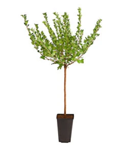 Stachelbeere 'Hinnonmäki', Stämmchen -Biohort || LECHUZA Verkaufsgeschäft 7668502 PR FS 002 StachelbeereHinnomaekiRotFussstammDehnerExpressHerzig