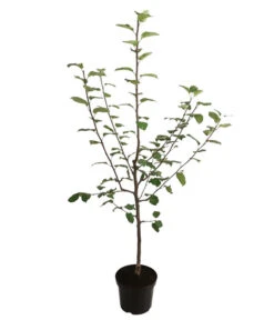 Herbstapfel 'Jakob Fischer' -Biohort || LECHUZA Verkaufsgeschäft 7689680 WE FS 001 ApfelbaumMalusApfelJakobFischer