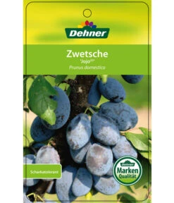 Zwetschge 'Jojo' -Biohort || LECHUZA Verkaufsgeschäft 7692635 ZwetscheJojo Etikett 1