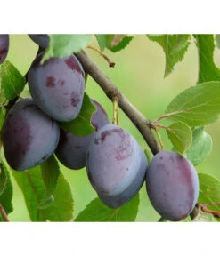 Zwetschge 'Katinka' -Biohort || LECHUZA Verkaufsgeschäft 7693252 PR DE 001 PrunusZwetscheKatinkaPixabay