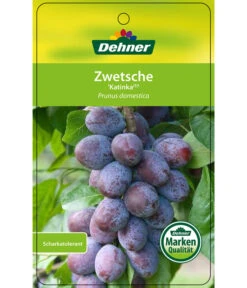 Zwetschge 'Katinka' -Biohort || LECHUZA Verkaufsgeschäft 7693252 ZwetscheKatinka Etikett 1