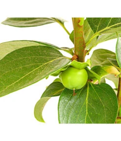 Dehner Kaki 'Rojo Brillante' - Kaki-Pflaume 'Rojo Brillante' -Biohort || LECHUZA Verkaufsgeschäft 7693377 PR DE 001 KakiRojoBrillanteBUDehnerExpressHerzig