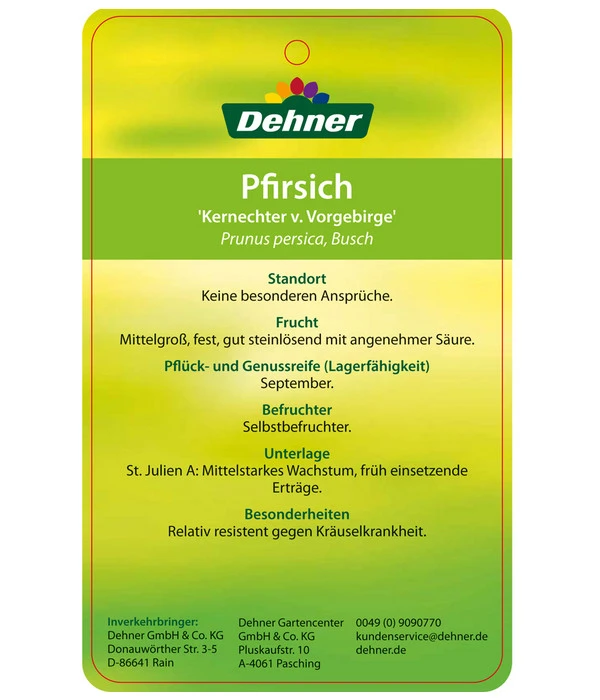 Dehner Pfirsich 'Kernechter Vom Vorgebirge' 6 Dehner Pfirsich 'Kernechter Vom Vorgebirge' – Bild 4