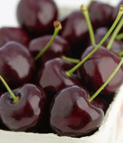 Süßkirsche 'Kordia' -Biohort || LECHUZA Verkaufsgeschäft 7703143 PR DE 001 KirscheKordiaDehnerExpressZS