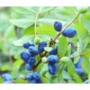 Sibirische Blaubeere 'MyBerry® Sweet' -Biohort || LECHUZA Verkaufsgeschäft 7708399 PR DE 001 LoniceraBlaubeereMaibeereFotolia86693979
