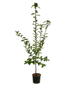 Mispel -Biohort || LECHUZA Verkaufsgeschäft 7711088 WE FS 001 MespilusMispelDehnerExpressHerzig