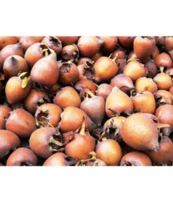 Mispel -Biohort || LECHUZA Verkaufsgeschäft 7711088 WE MO 001 MispelMespilusPixabay