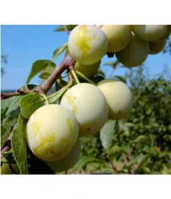 Zwetschgen-Duo 'Nancy/Schönberger' 9 Zwetschgen-Duo 'Nancy/Schönberger' -Biohort || LECHUZA Verkaufsgeschäft 7719230 BildFS 001 ZwetscheNancyMirabelleNancyMirabelleBu