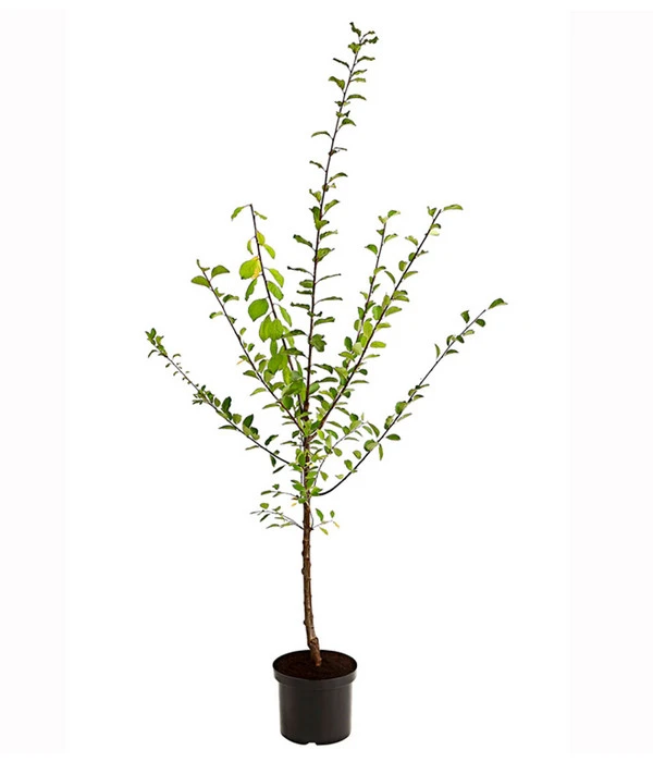 Zwetschgen-Duo 'Nancy/Schönberger' 4 Zwetschgen-Duo 'Nancy/Schönberger' – Bild 2