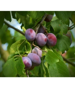 Zwetschgen-Duo 'Nancy/Schönberger' 8 Zwetschgen-Duo 'Nancy/Schönberger' -Biohort || LECHUZA Verkaufsgeschäft 7719321 WE DE 001 ZwetschgenDuoNanySchoenebergerPixabay