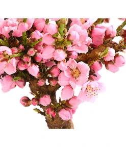 Zwergnektarine 'Nectarella' 9 Zwergnektarine 'Nectarella' -Biohort || LECHUZA Verkaufsgeschäft 7720204 PR DE 001 ZwergNektarine7LDehnerExpressHerzig