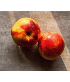 Zwergnektarine 'Nectarella' 8 Zwergnektarine 'Nectarella' -Biohort || LECHUZA Verkaufsgeschäft 7720204 WE DE 002 Zwergnektarine