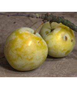 Zwetschgen-Duo 'Hauszwetsche'/'Oullins Reneklode' -Biohort || LECHUZA Verkaufsgeschäft 7725518 PR DE 001 PrunusReneklodeOullinsPixabay