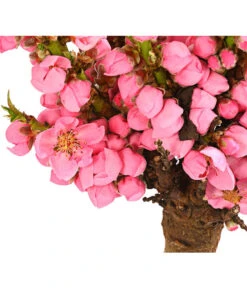 Zwergpfirsich 'Amber Pix Zee' -Biohort || LECHUZA Verkaufsgeschäft 7728744 WE DE 001 ZwergPfirsich7LDehnerExpressHerzig