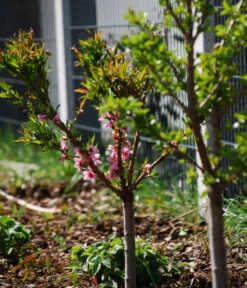 Zwergpfirsich 'Amber Pix Zee' -Biohort || LECHUZA Verkaufsgeschäft 7728744 WE MO 003 ZwergpfirsichBauer