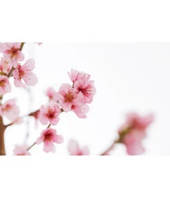 Gelbfleischiger Pfirsich -Biohort || LECHUZA Verkaufsgeschäft 7728843 PR DE 001 Pfirsich7LDehnerExpressZS