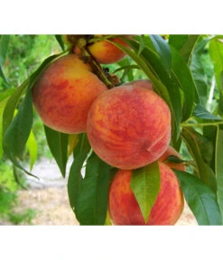 Gelbfleischiger Pfirsich -Biohort || LECHUZA Verkaufsgeschäft 7728843 PR DE 001 PrunusPfirsichGelbfleischigPixabay