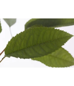 Winterapfel 'Pinova' -Biohort || LECHUZA Verkaufsgeschäft 7729361 PR DE 001 ApfelPinovaMalusBusch95LiterDehnerExpressZS