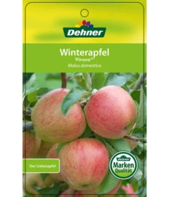 Winterapfel 'Pinova' -Biohort || LECHUZA Verkaufsgeschäft 7729361 WinterapfelPinova Etikett 1