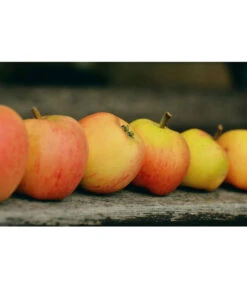 Winterapfel 'Pinova' -Biohort || LECHUZA Verkaufsgeschäft 7729403 WE MO 001 ApfelPinovaPixabay