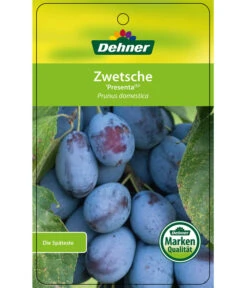 Zwetschge 'Presenta' -Biohort || LECHUZA Verkaufsgeschäft 7729460 ZwetschePresenta Etikett 1