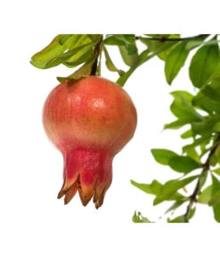 Granatapfel -Biohort || LECHUZA Verkaufsgeschäft 7733470 PR DE 001 PunicaGranatapfelDehnerExpressHerzig