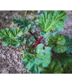 Dehner Gourmet Garten Himbeer-Rhabarber -Biohort || LECHUZA Verkaufsgeschäft 7736028 PR 001 RheumRhabarberPixabay