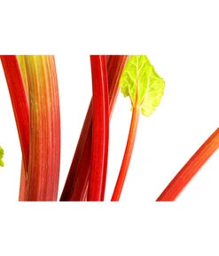 Dehner Gourmet Garten Himbeer-Rhabarber -Biohort || LECHUZA Verkaufsgeschäft 7736028 PR DE 002 RhabarberHimbeere2LiterDehnerExpressHerzig