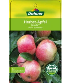 Herbstapfel 'Rebella' -Biohort || LECHUZA Verkaufsgeschäft 7737075 HerbstapfelRebella Etikett 1