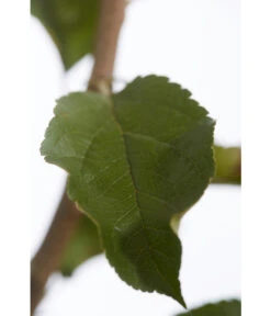 Herbstapfel 'Rebella' -Biohort || LECHUZA Verkaufsgeschäft 7737075 PR DE 001 ApfelRebellaMalusBusch95LiterDehnerExpressZS