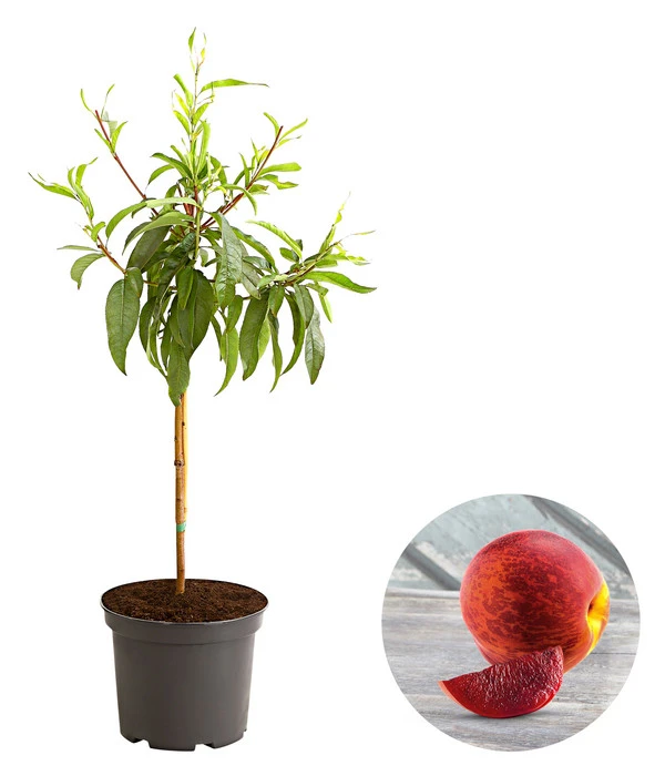 Blutnektarine 3 Blutnektarine