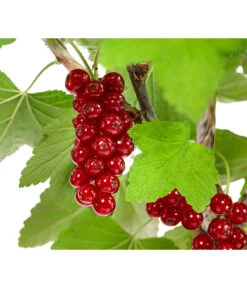 Rote Säulenjohannisbeere -Biohort || LECHUZA Verkaufsgeschäft 7745946 WE DE 001 RibesJohannisbeereRovadaFU5L