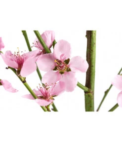 Säulenpfirsich 'Aida' 7 Säulenpfirsich 'Aida' -Biohort || LECHUZA Verkaufsgeschäft 7752728 WE DE 001 PrunusSauelenpfirsichAida