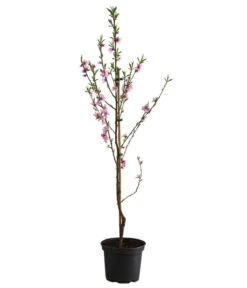 Säulenpfirsich 'Aida' 6 Säulenpfirsich 'Aida' -Biohort || LECHUZA Verkaufsgeschäft 7752728 WE FS 001 PrunusSauelenpfirsichAida