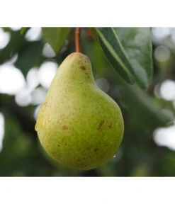 Säulenbirne 'Obelisk' -Biohort || LECHUZA Verkaufsgeschäft 7754989 PR DE 001 PyrusBirneSaeulenbirneObeliskPixabay